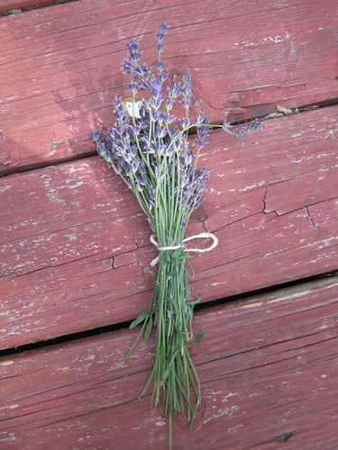 LAVENDER FLOWER BOUQUETS : LAVENDER FLOWER - ANNUAL FLOWERS FOR CONTAINERS